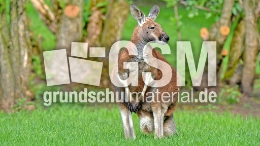 Rotes Riesenkänguru_4.jpg